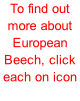 To find out more about European Beech, click each on icon